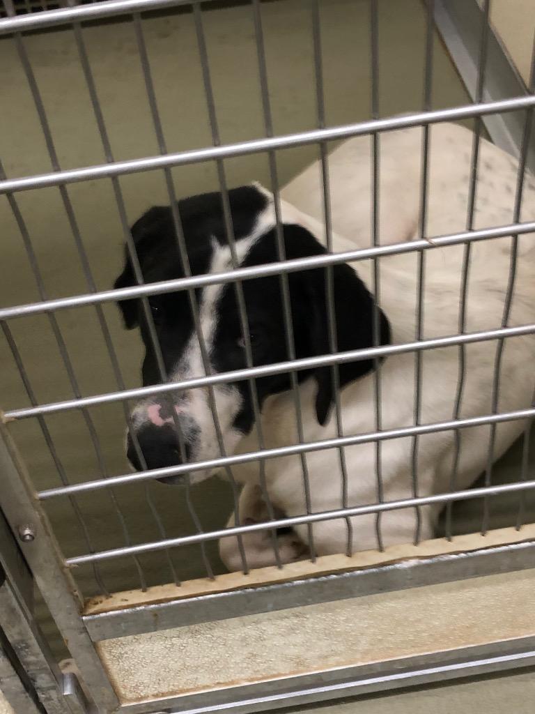 Brandon, Adoptable, Adult Male Mixed Breed.