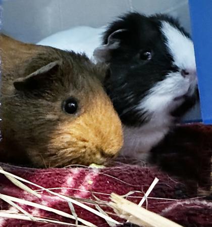 Enlarge Coco (bonded w/ Wilhelmina), a Adoptable Guinea Pig in Voorhees, NJ image 1/2