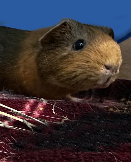 Enlarge Coco (bonded w/ Wilhelmina), a Adoptable Guinea Pig in Voorhees, NJ image 2/2