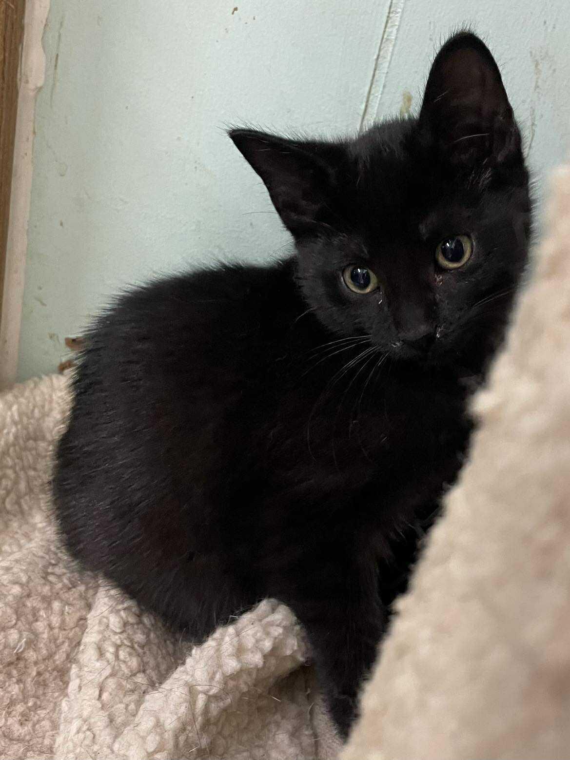 Enlarge Joan Jet Jones, an adopted mixed breed in Indianapolis, IN image 1/6