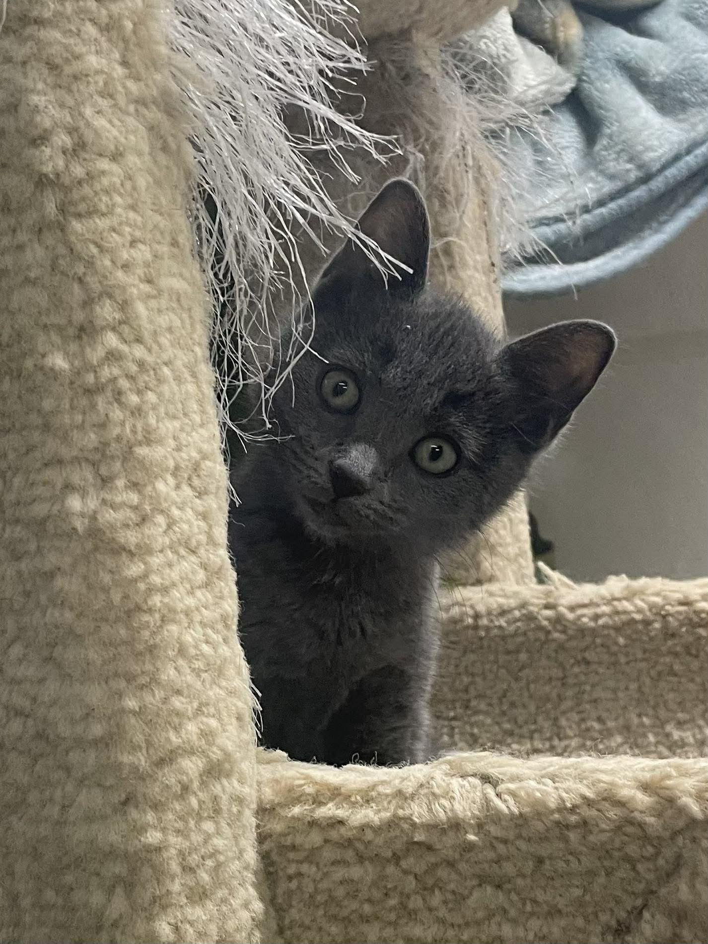 Enlarge Joan Jet Jones, an adopted mixed breed in Indianapolis, IN image 2/6