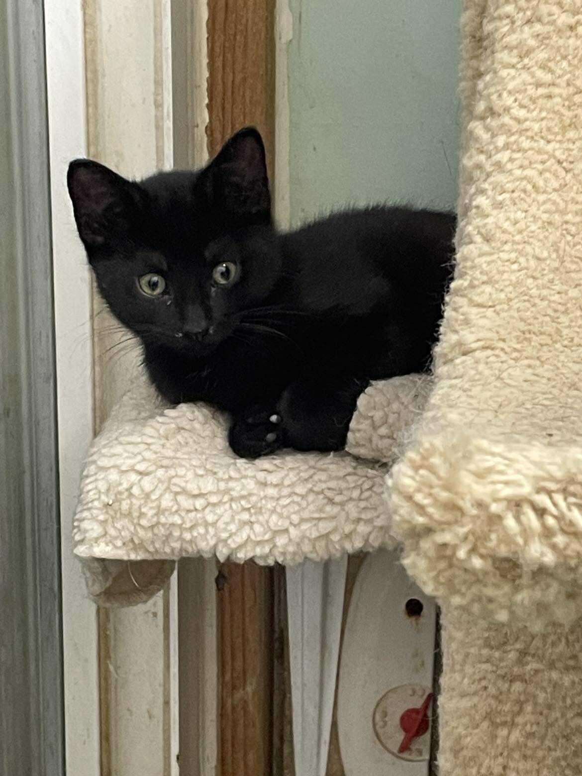 Enlarge Joan Jet Jones, an adopted mixed breed in Indianapolis, IN image 3/6