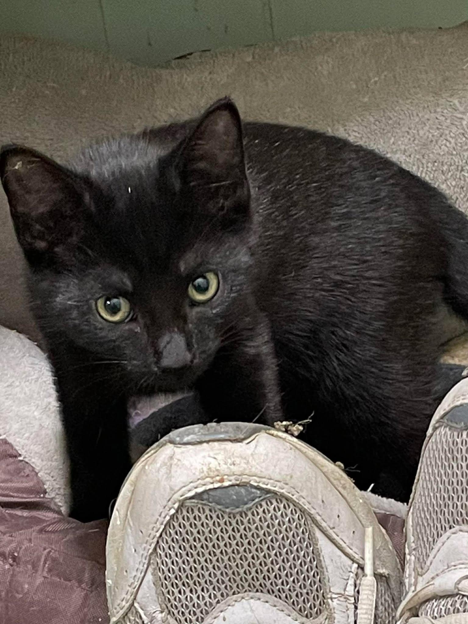 Enlarge Joan Jet Jones, an adopted mixed breed in Indianapolis, IN image 4/6