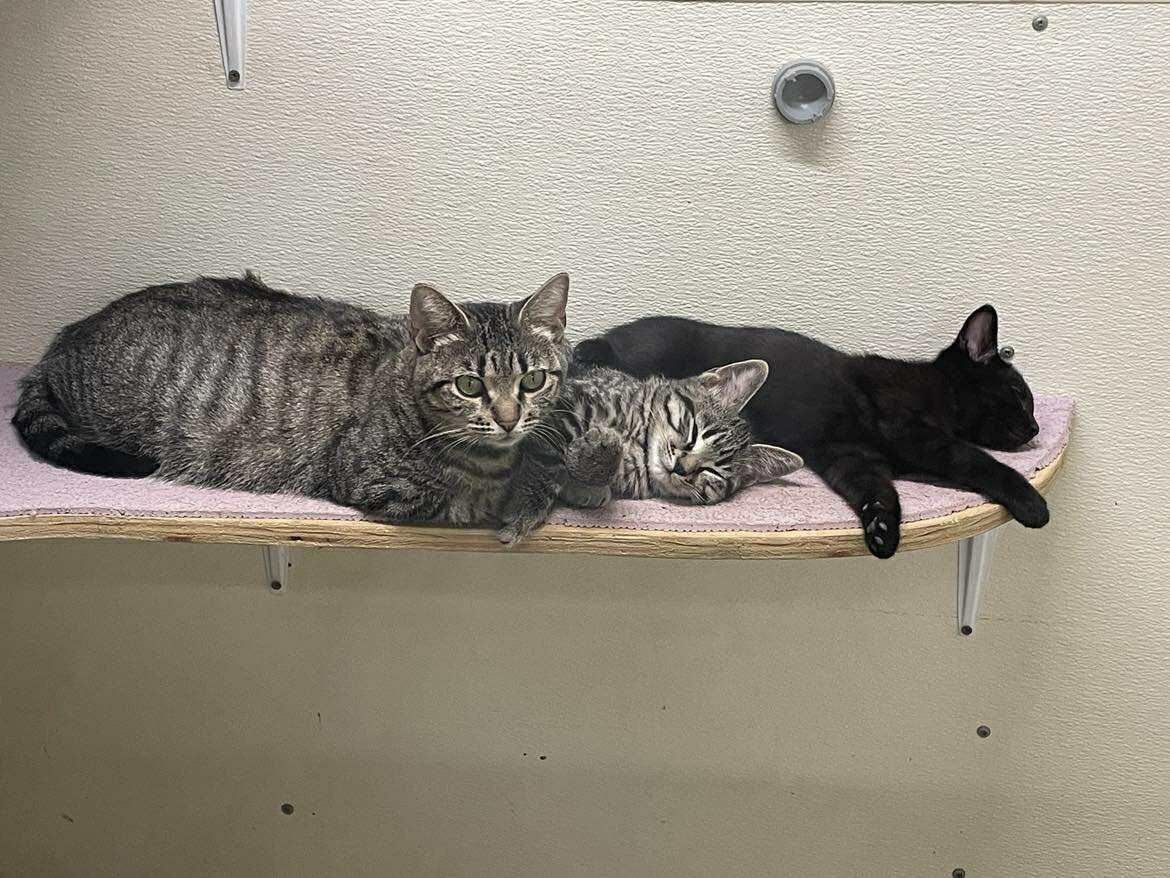 Joan Jet Jones, adopted, Kitten Female Domestic Short Hair.