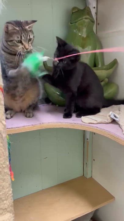 Enlarge Joan Jet Jones, an adopted mixed breed in Indianapolis, IN video 6/6