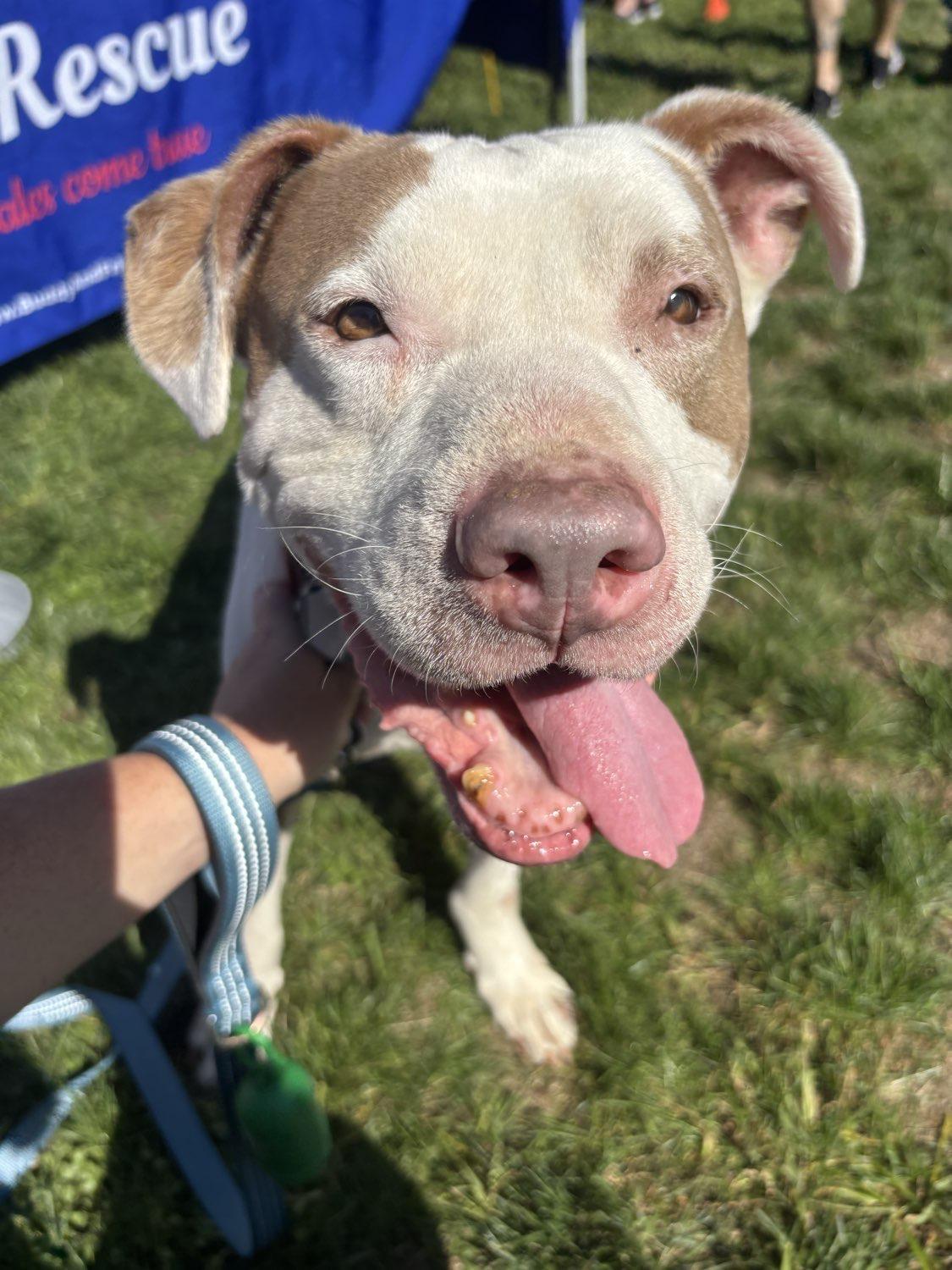 Enlarge Goober, a Adoptable mixed breed in Pembroke, MA image 4/5