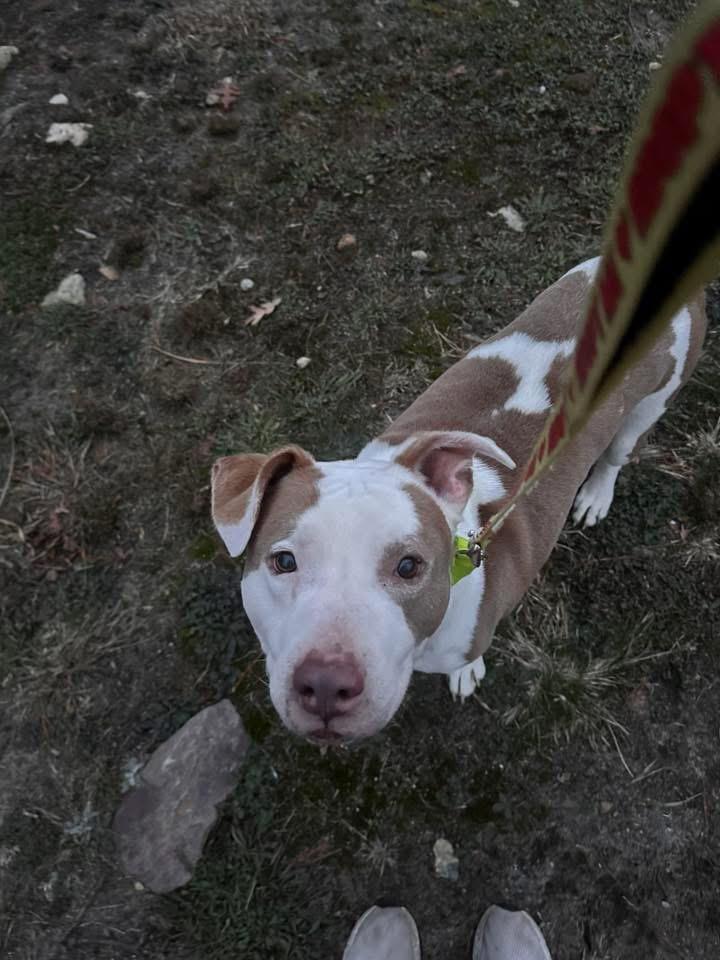 Enlarge Goober, a Adoptable mixed breed in Pembroke, MA image 2/5