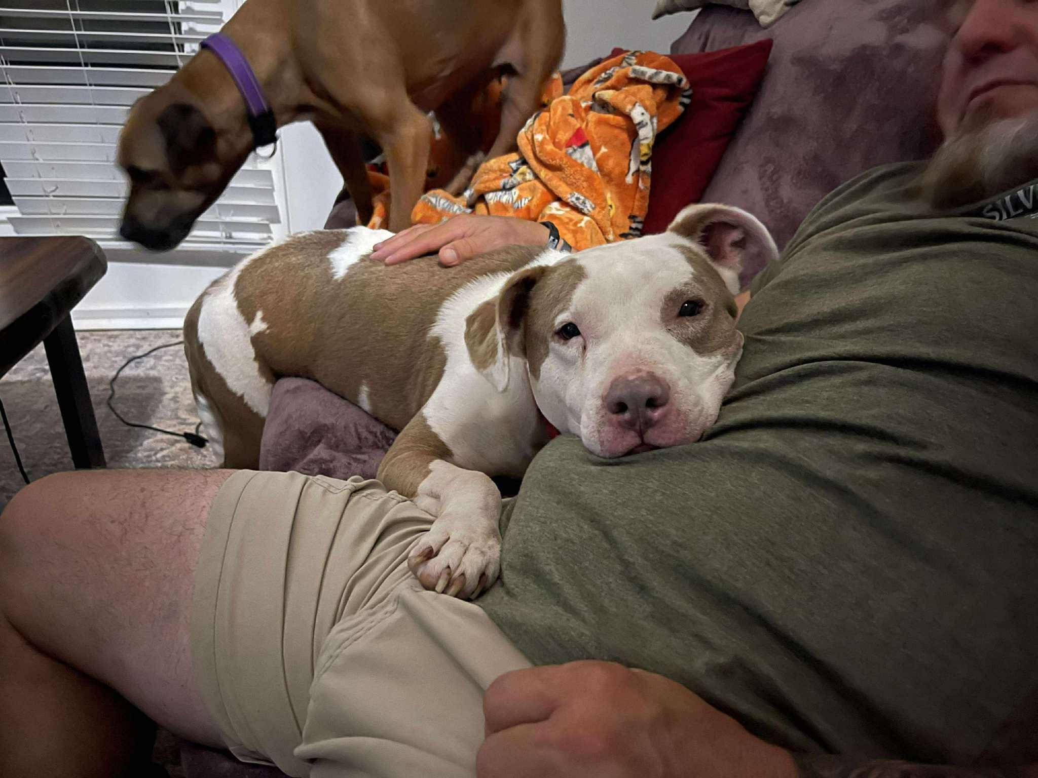 Enlarge Goober, a Adoptable mixed breed in Pembroke, MA image 5/5