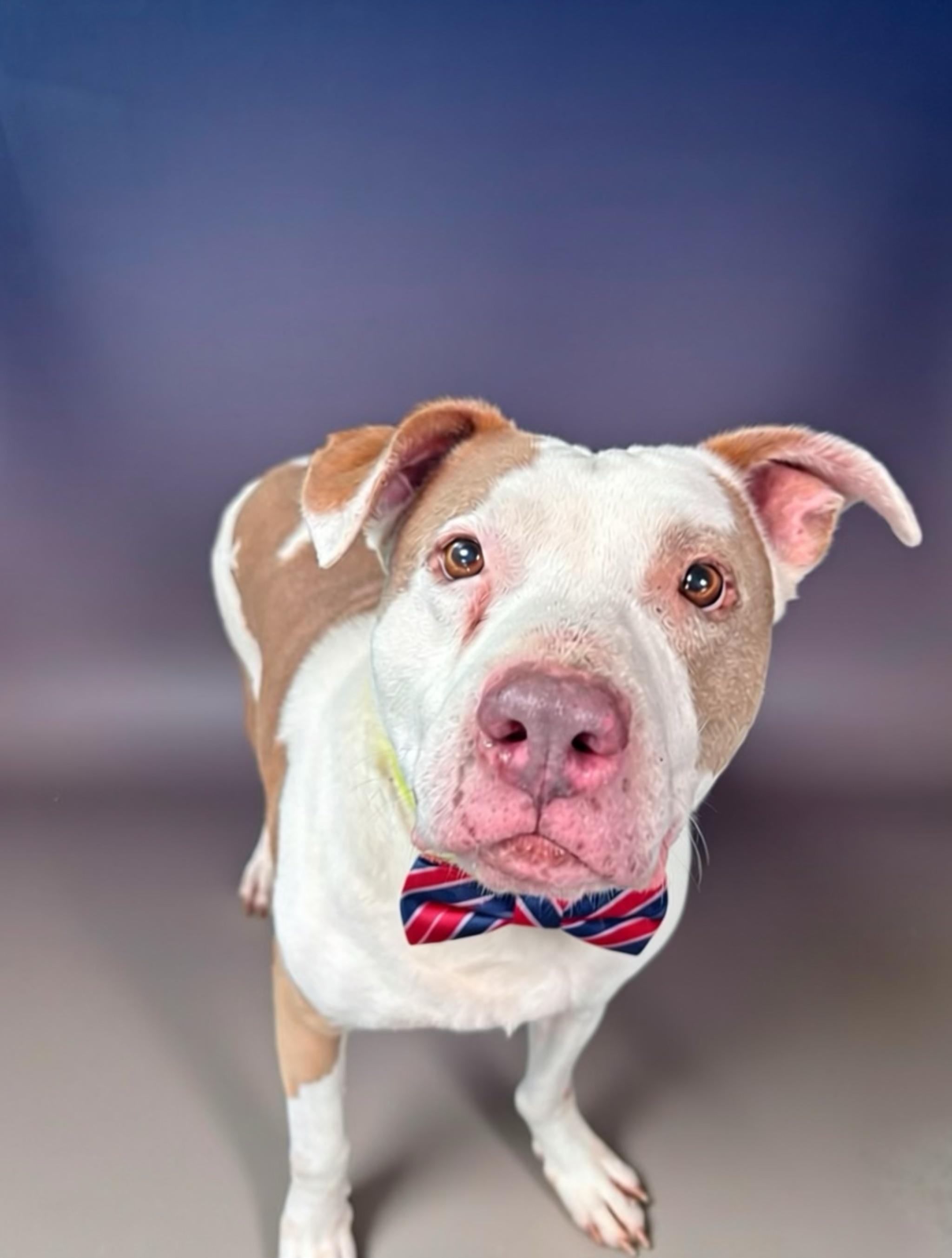 Enlarge Goober, a Adoptable mixed breed in Pembroke, MA image 1/5