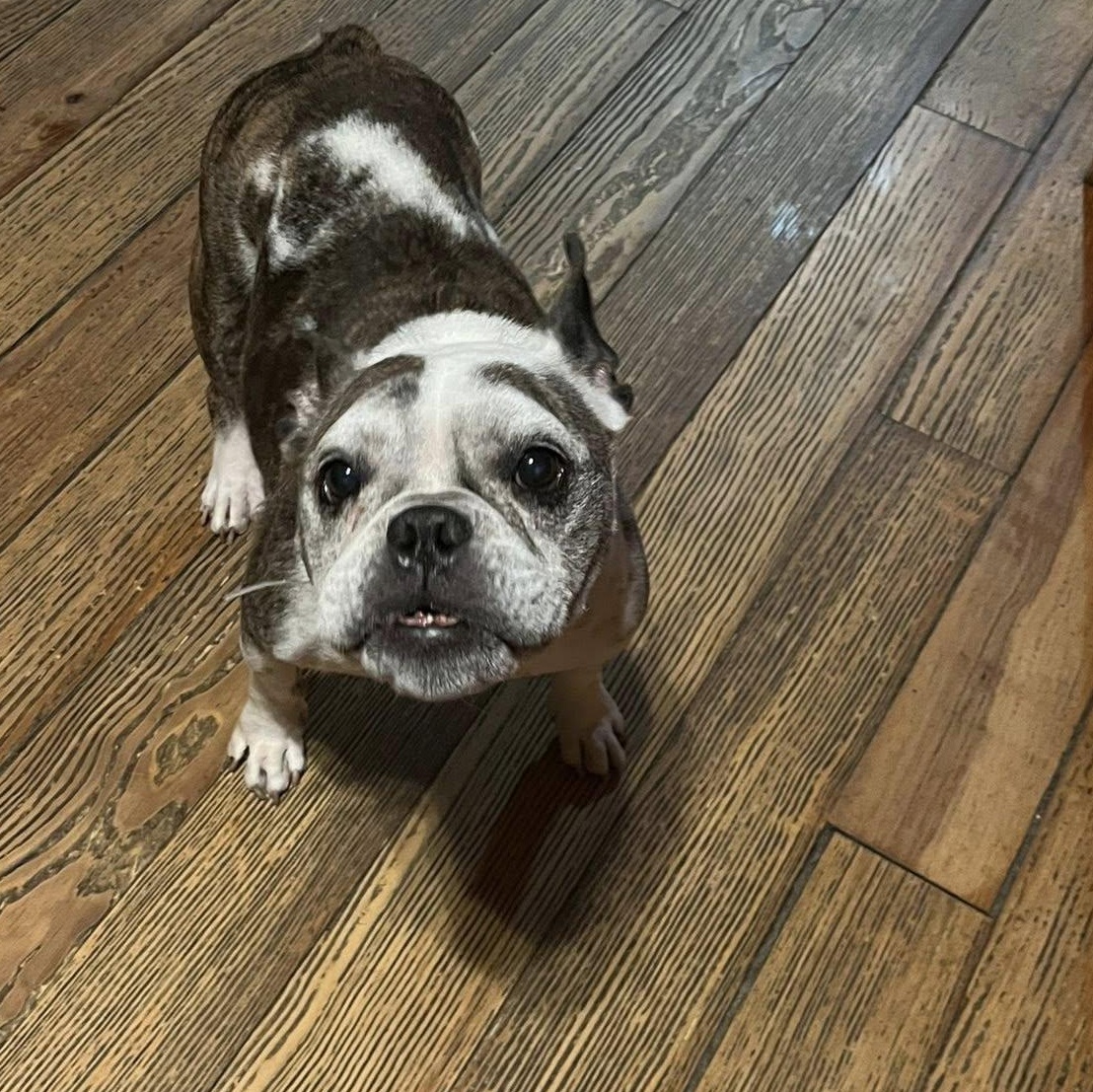 Enlarge Harlem, an adopted French Bulldog in Greenwich, NY image 1/1