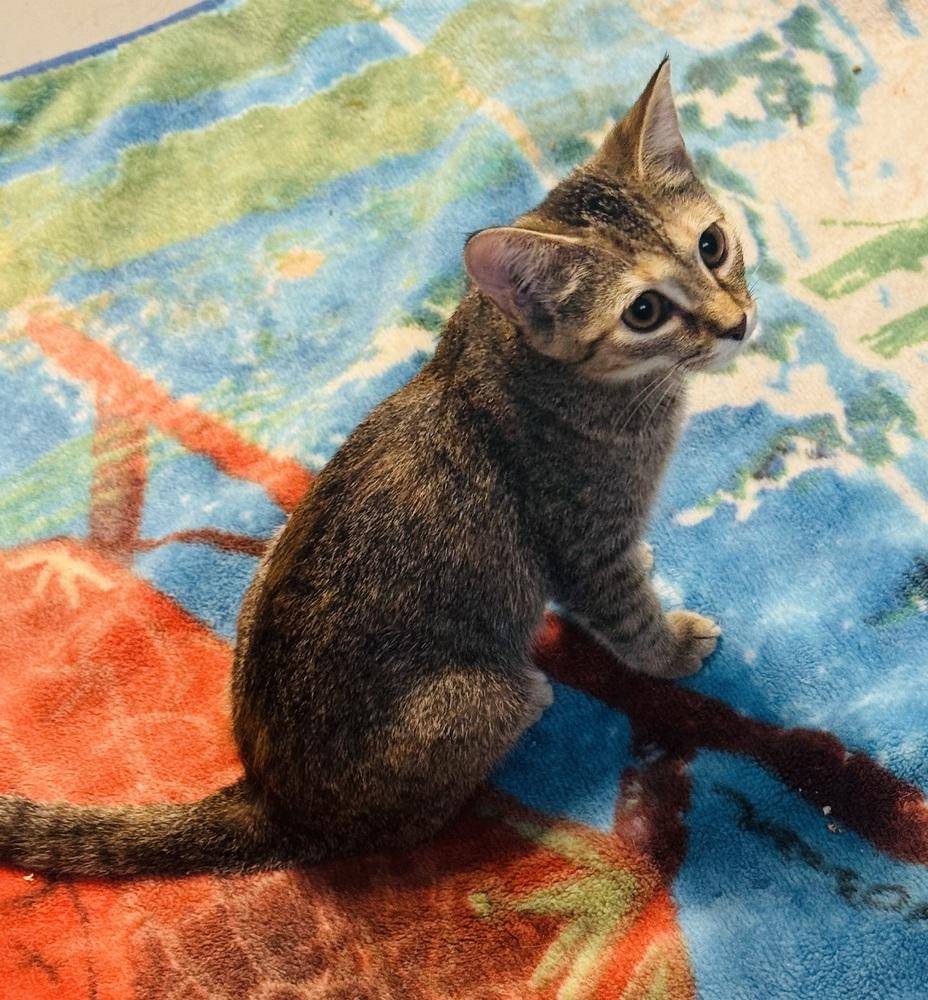 Brocc, Adoptable, Young Female Domestic Short Hair.