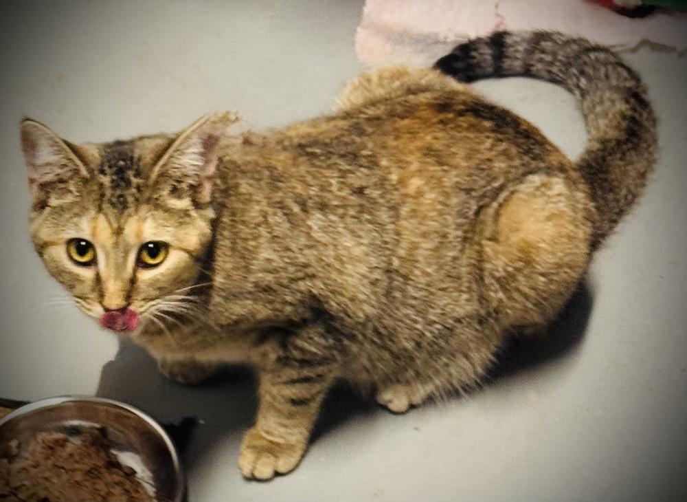 Enlarge Brocc, a Adoptable mixed breed in Jackson, GA image 2/6