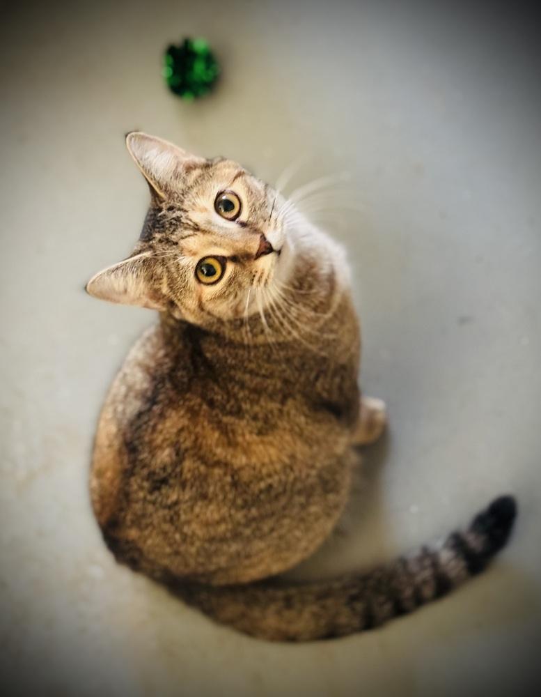 Enlarge Brocc, a Adoptable mixed breed in Jackson, GA image 3/6