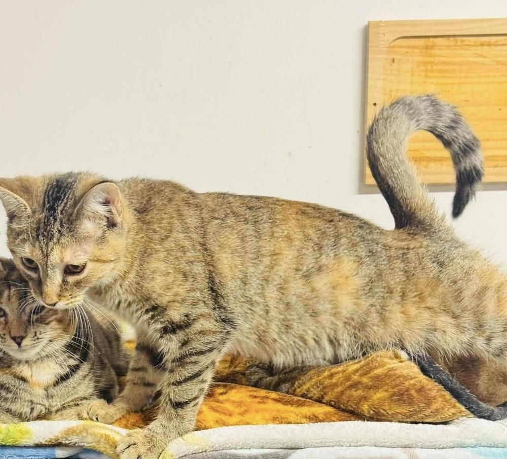 Enlarge Brocc, a Adoptable mixed breed in Jackson, GA image 4/6