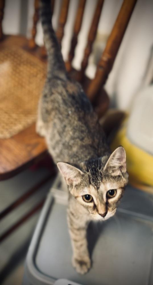 Enlarge Brocc, a Adoptable mixed breed in Jackson, GA image 5/6