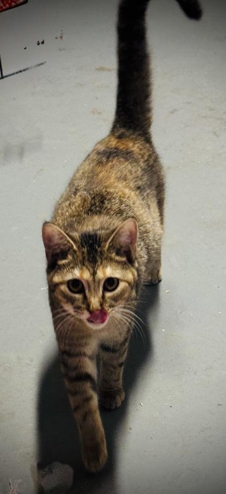 Enlarge Brocc, a Adoptable mixed breed in Jackson, GA image 6/6