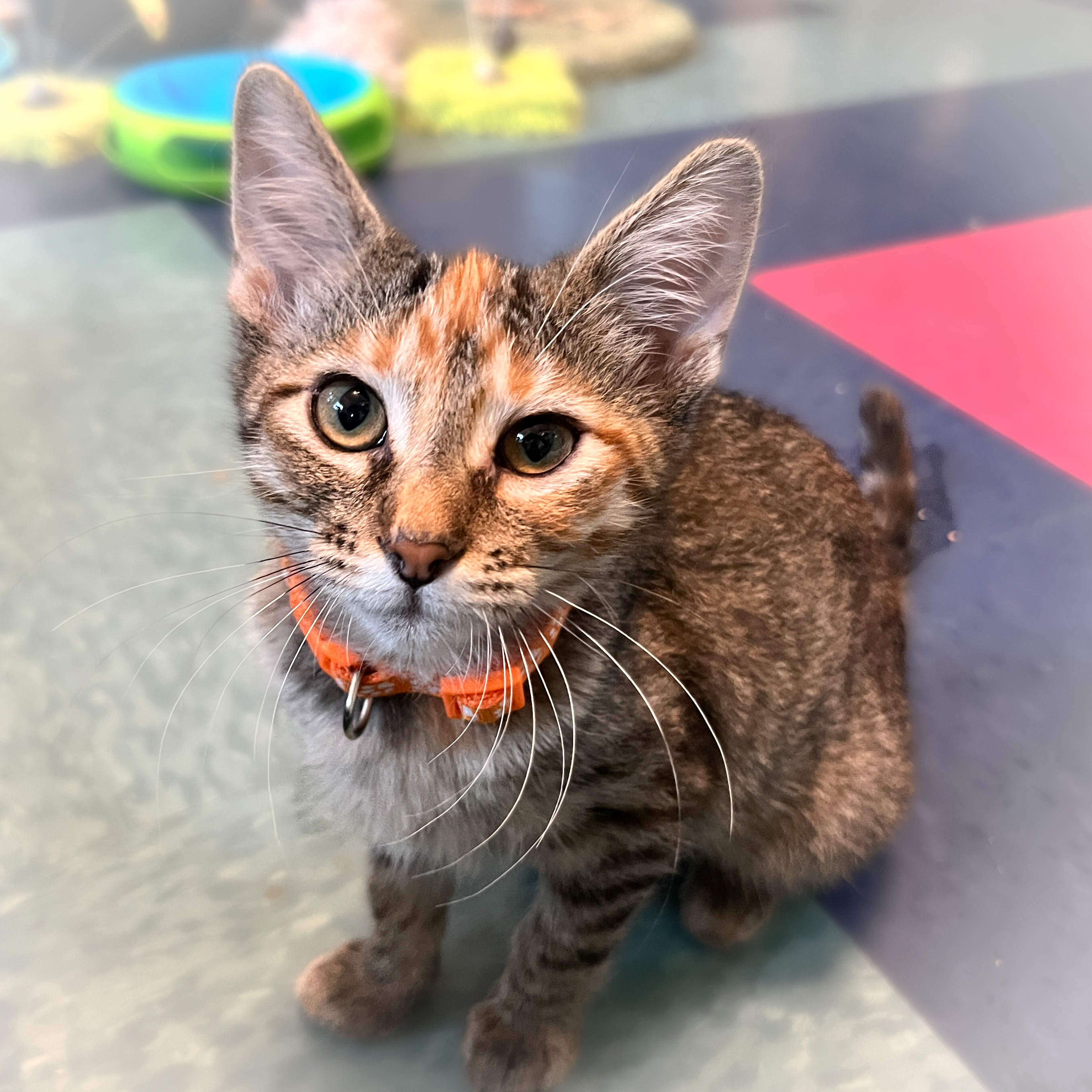 Allie, an adoptable Tabby in Sherman, TX, 75090 | Photo Image 5