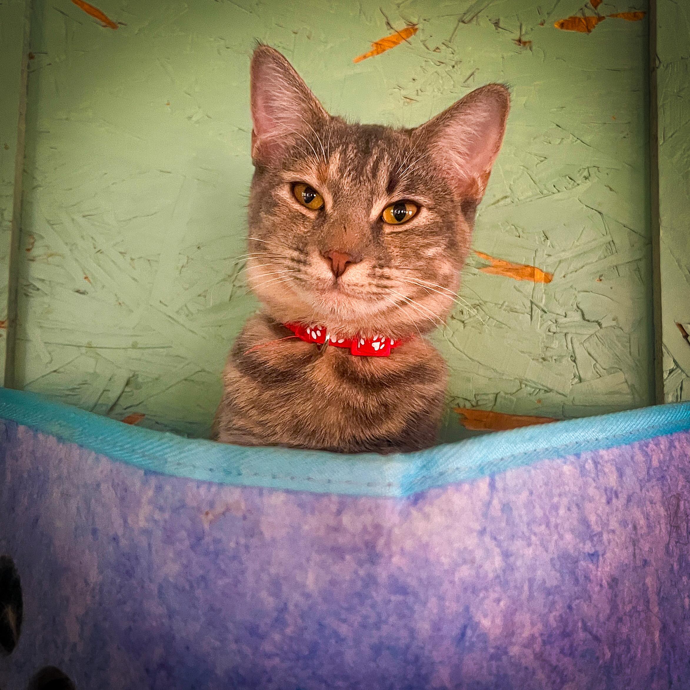 Allie, an adoptable Tabby in Sherman, TX, 75090 | Photo Image 8