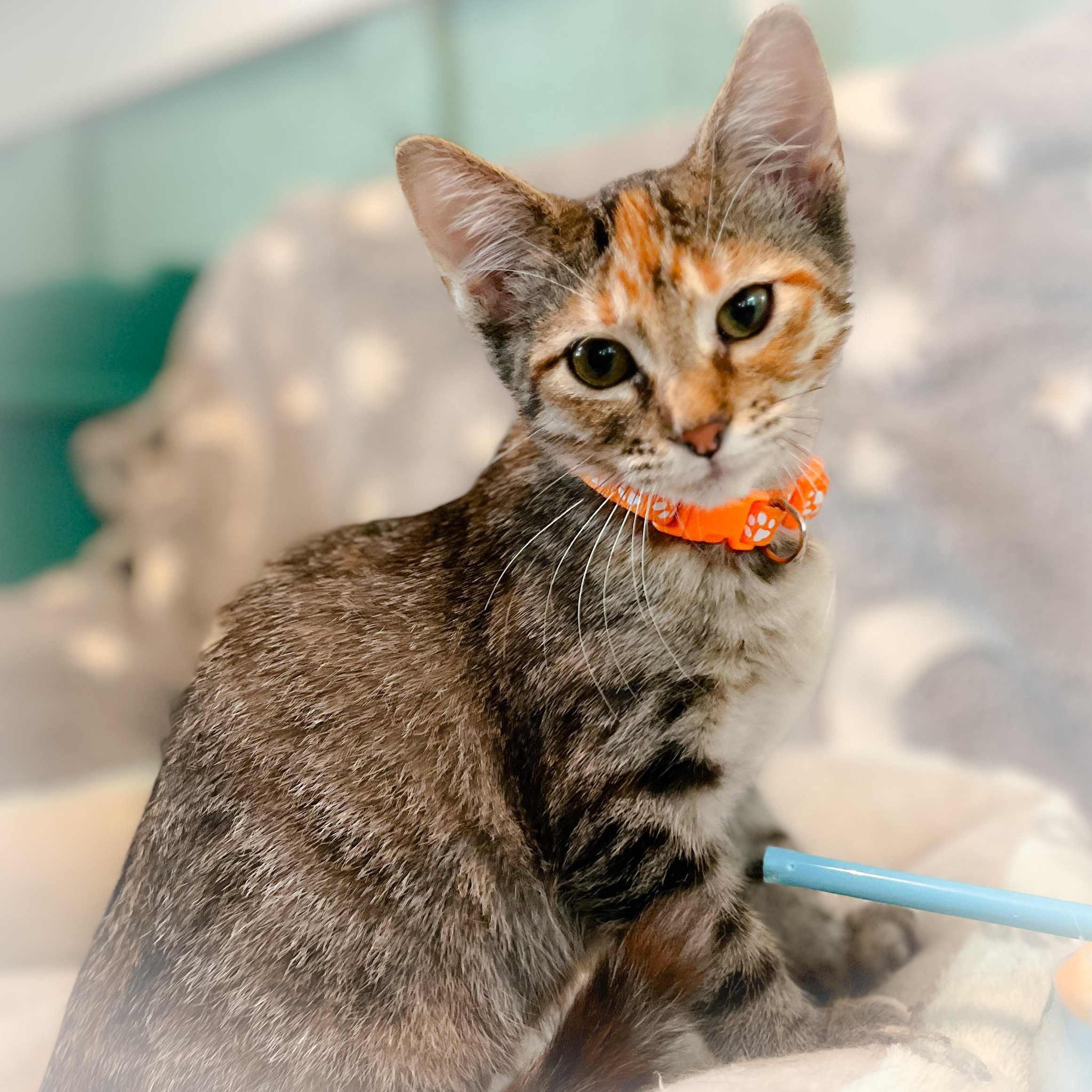 Allie, an adoptable Tabby in Sherman, TX, 75090 | Photo Image 3