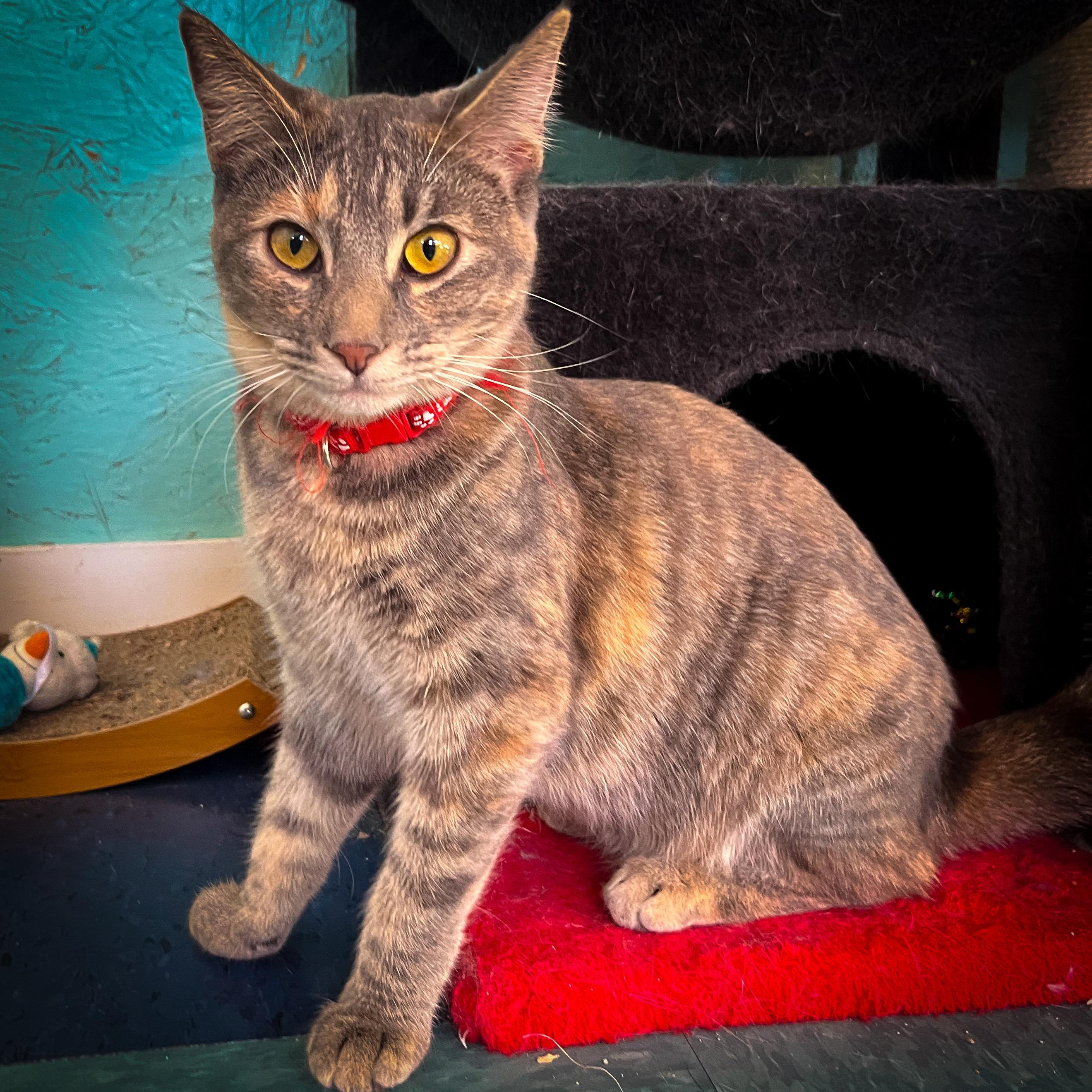 Allie, an adoptable Tabby in Sherman, TX, 75090 | Photo Image 7