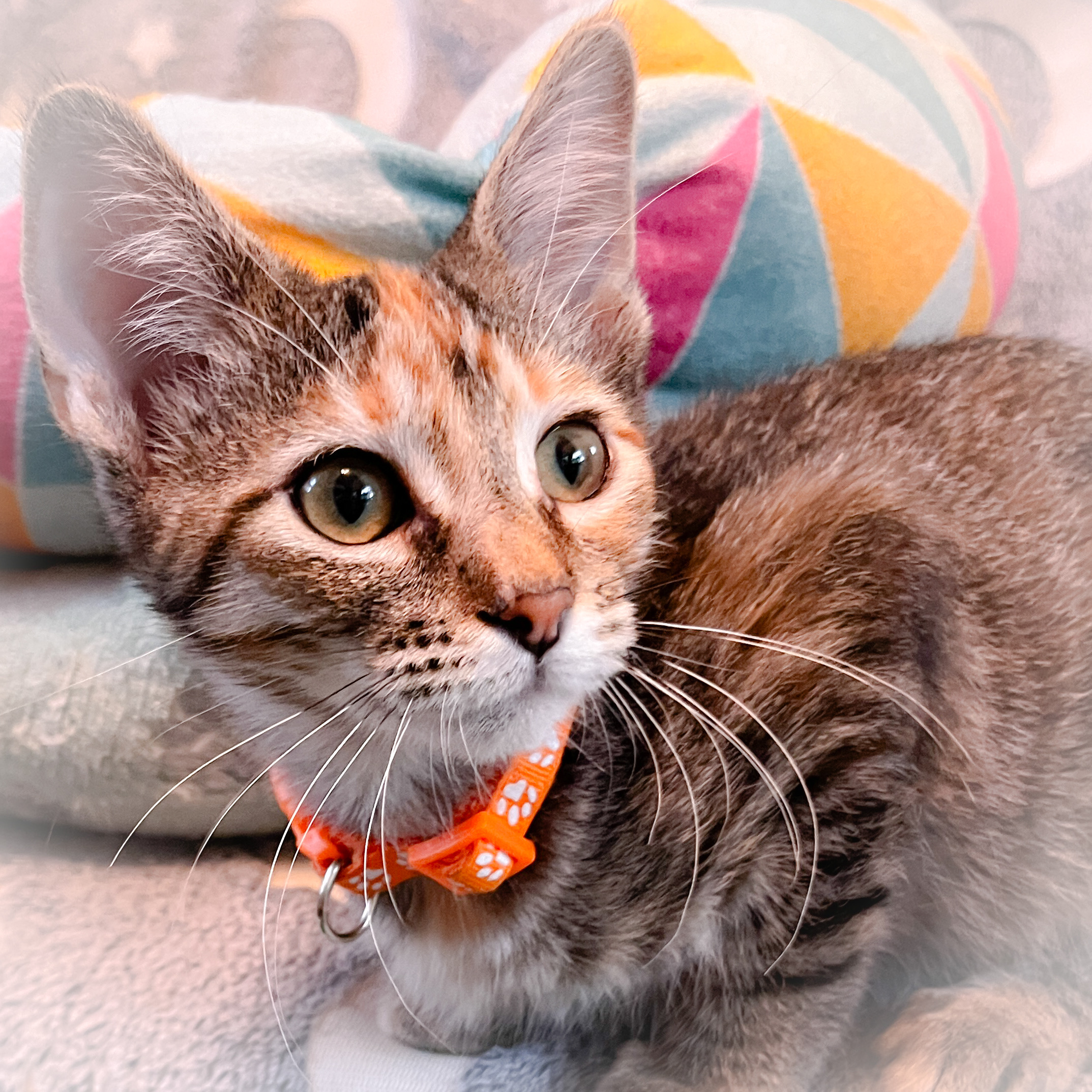Allie, an adoptable Tabby in Sherman, TX, 75090 | Photo Image 2
