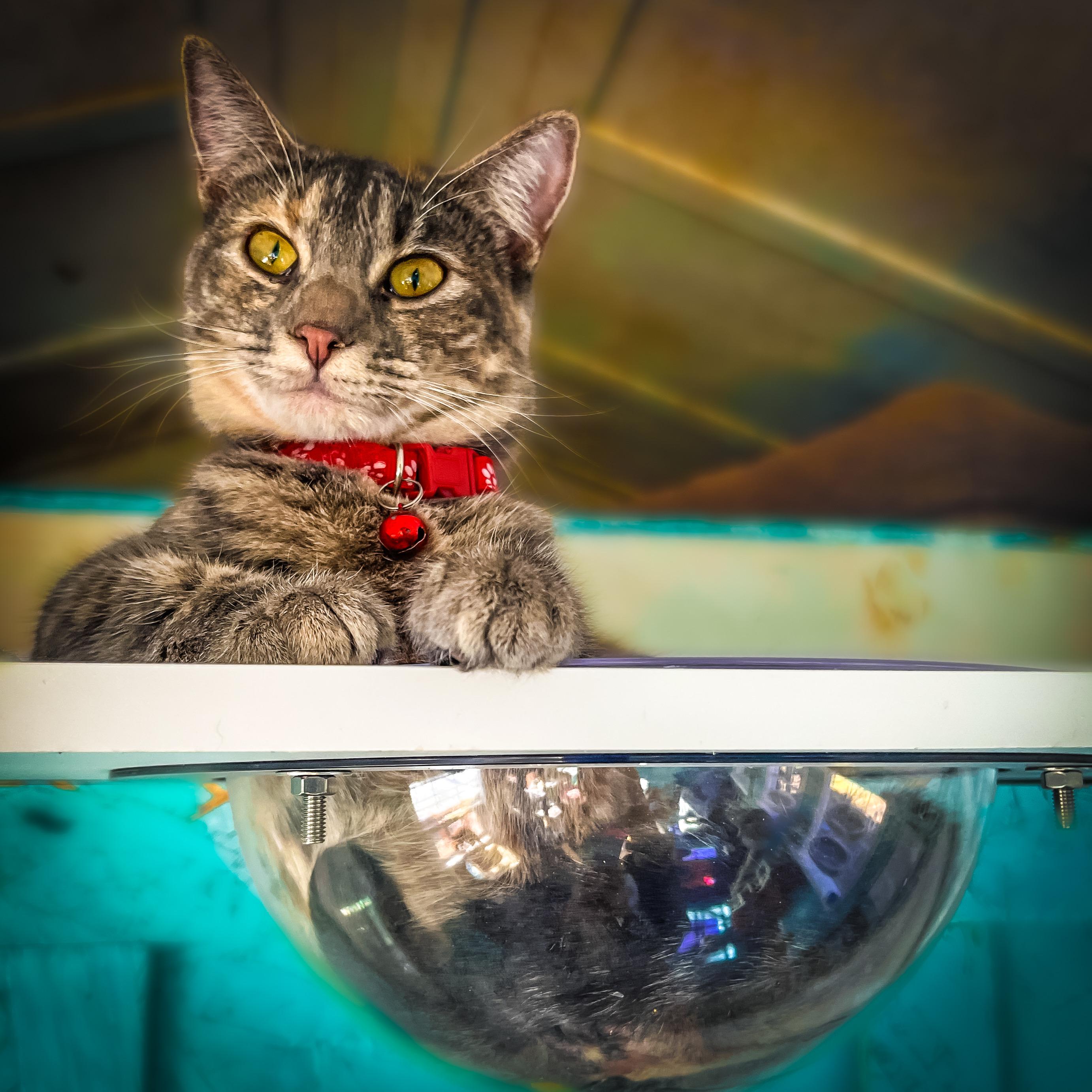 Allie, an adoptable Tabby in Sherman, TX, 75090 | Photo Image 1