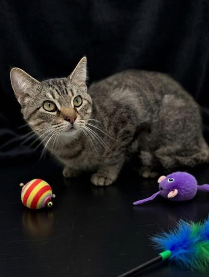 Enlarge King, a Adoptable mixed breed in Bowling Green, KY image 1/2