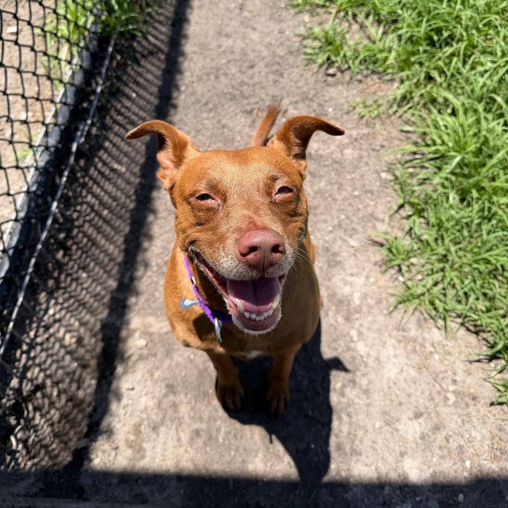 Bindi, a Adoptable Mixed Breed in Clearwater, FL image 1/6