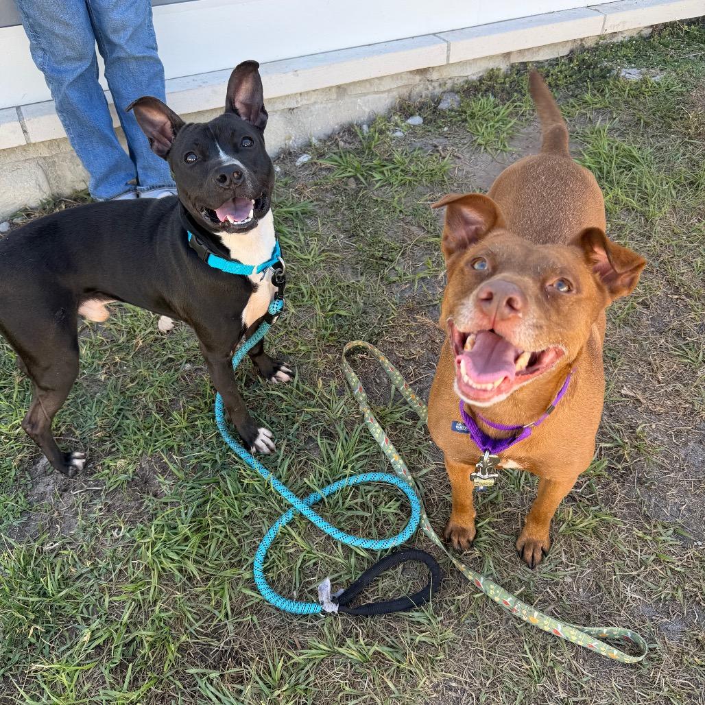 Enlarge Bindi, a Adoptable Mixed Breed in Clearwater, FL image 1/3