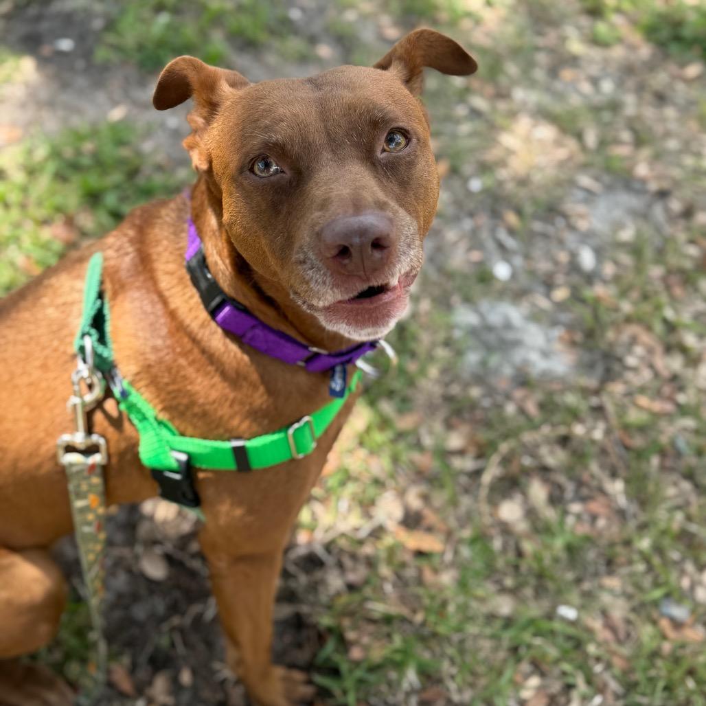 Enlarge Bindi, a Adoptable Mixed Breed in Clearwater, FL image 2/3