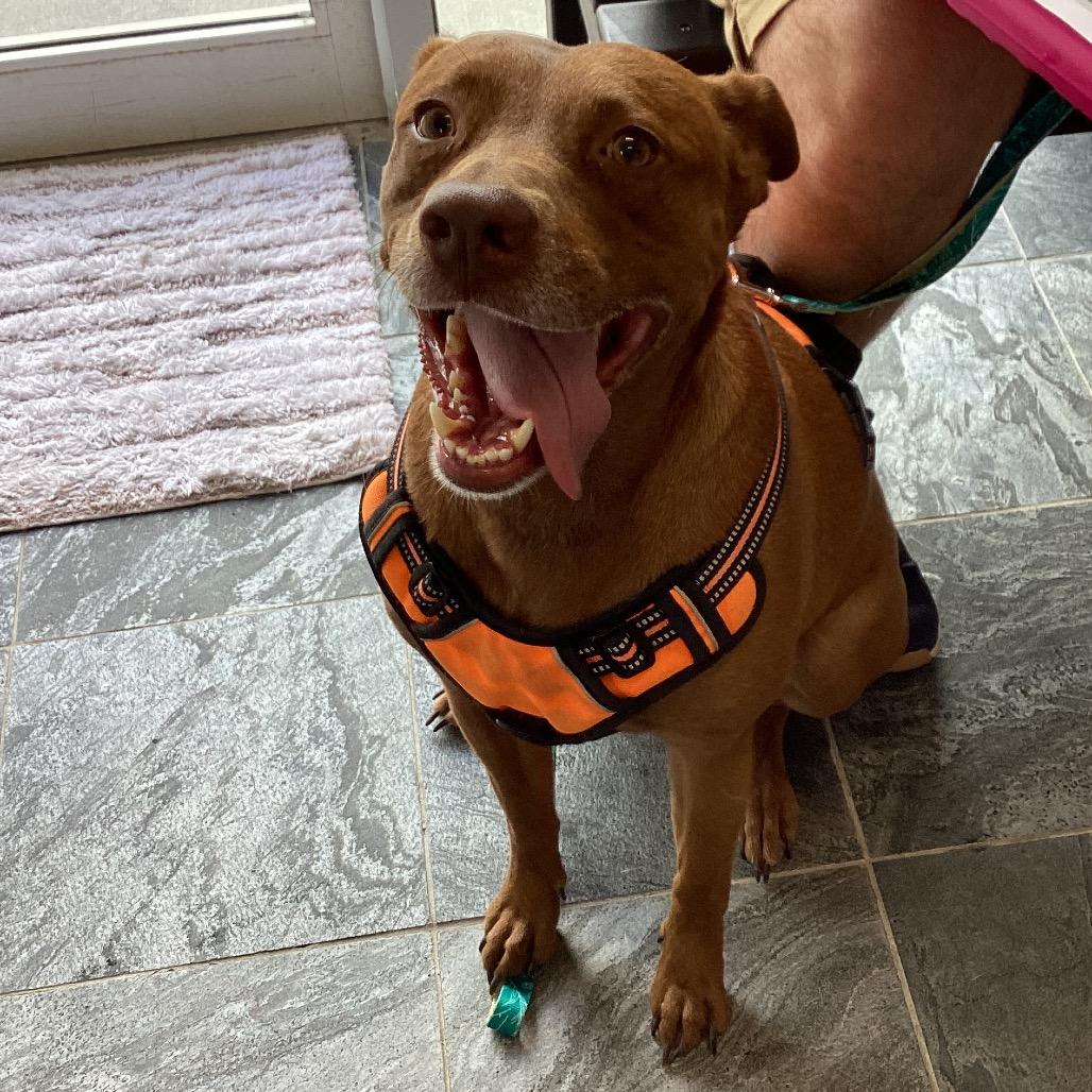 Bindi, Adoptable, Adult Female Mixed Breed.