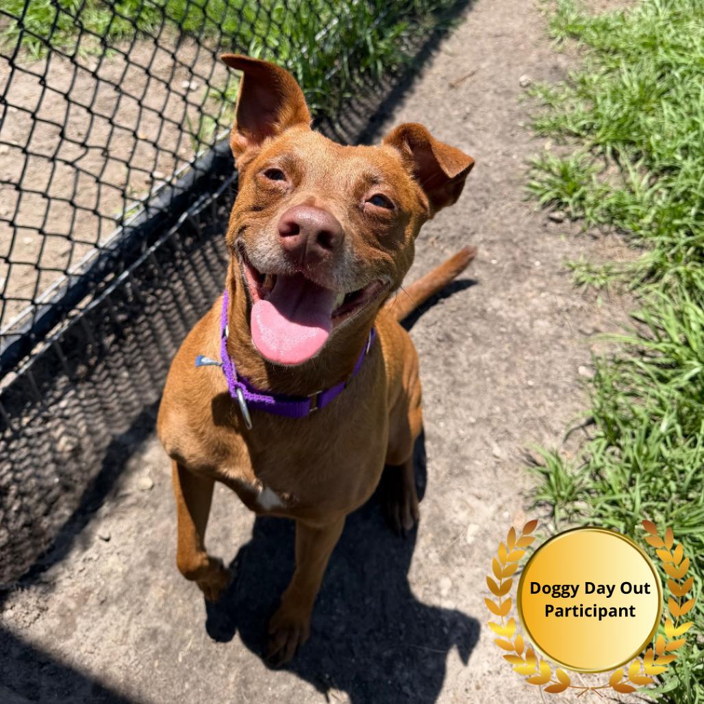 Bindi, a Adoptable Mixed Breed in Clearwater, FL image 3/6