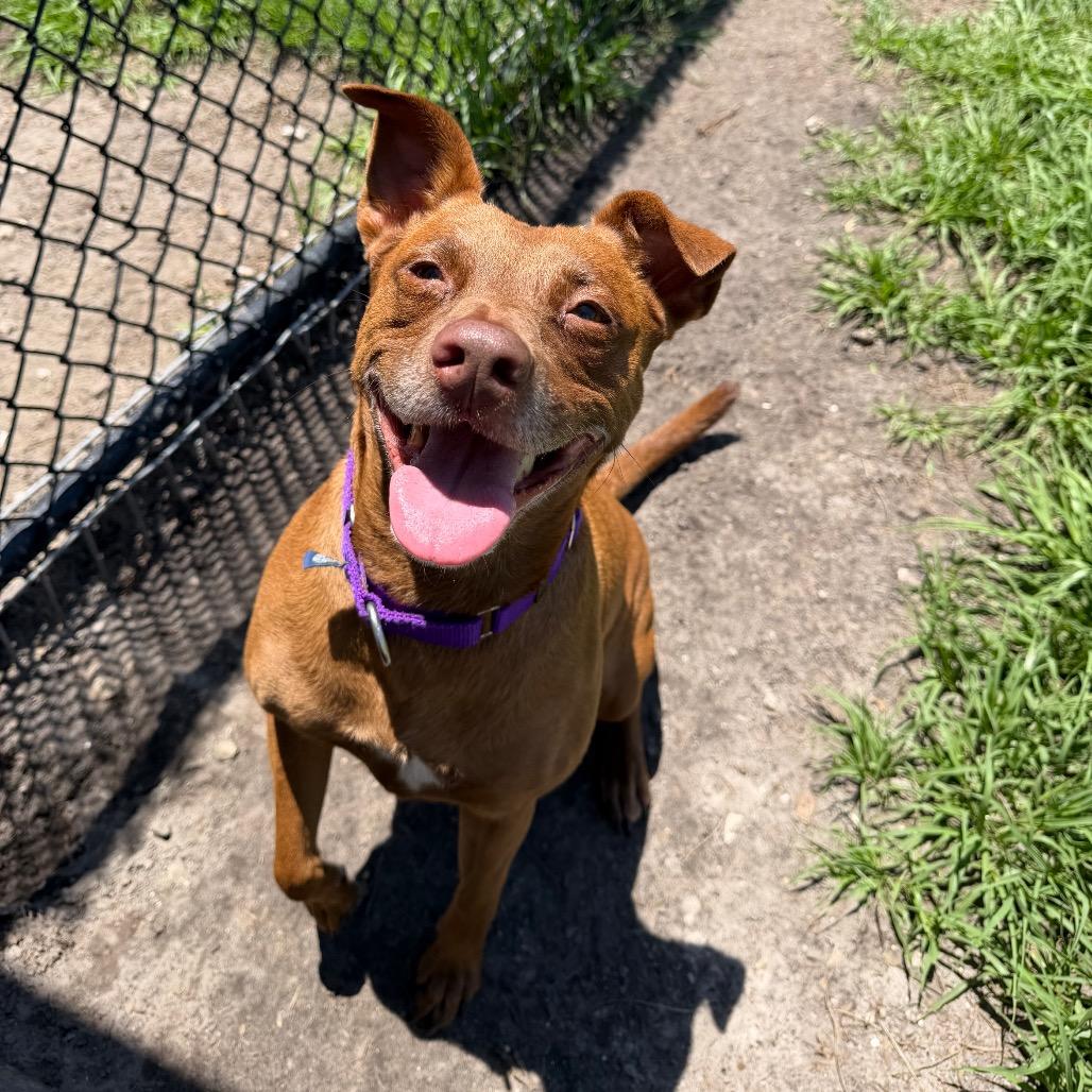 Bindi, a Adoptable Mixed Breed in Clearwater, FL image 4/6