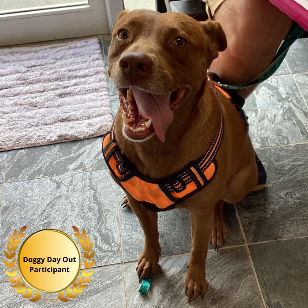 Enlarge Bindi, a Adoptable Mixed Breed in Clearwater, FL image 3/3