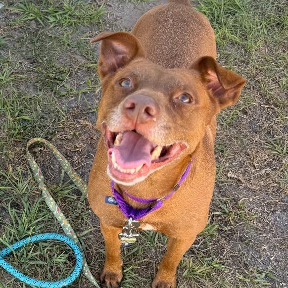 Bindi, a Adoptable Mixed Breed in Clearwater, FL image 6/6