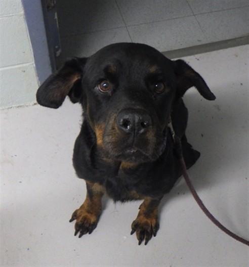 NAOMI, Adoptable, Adult Female Rottweiler.