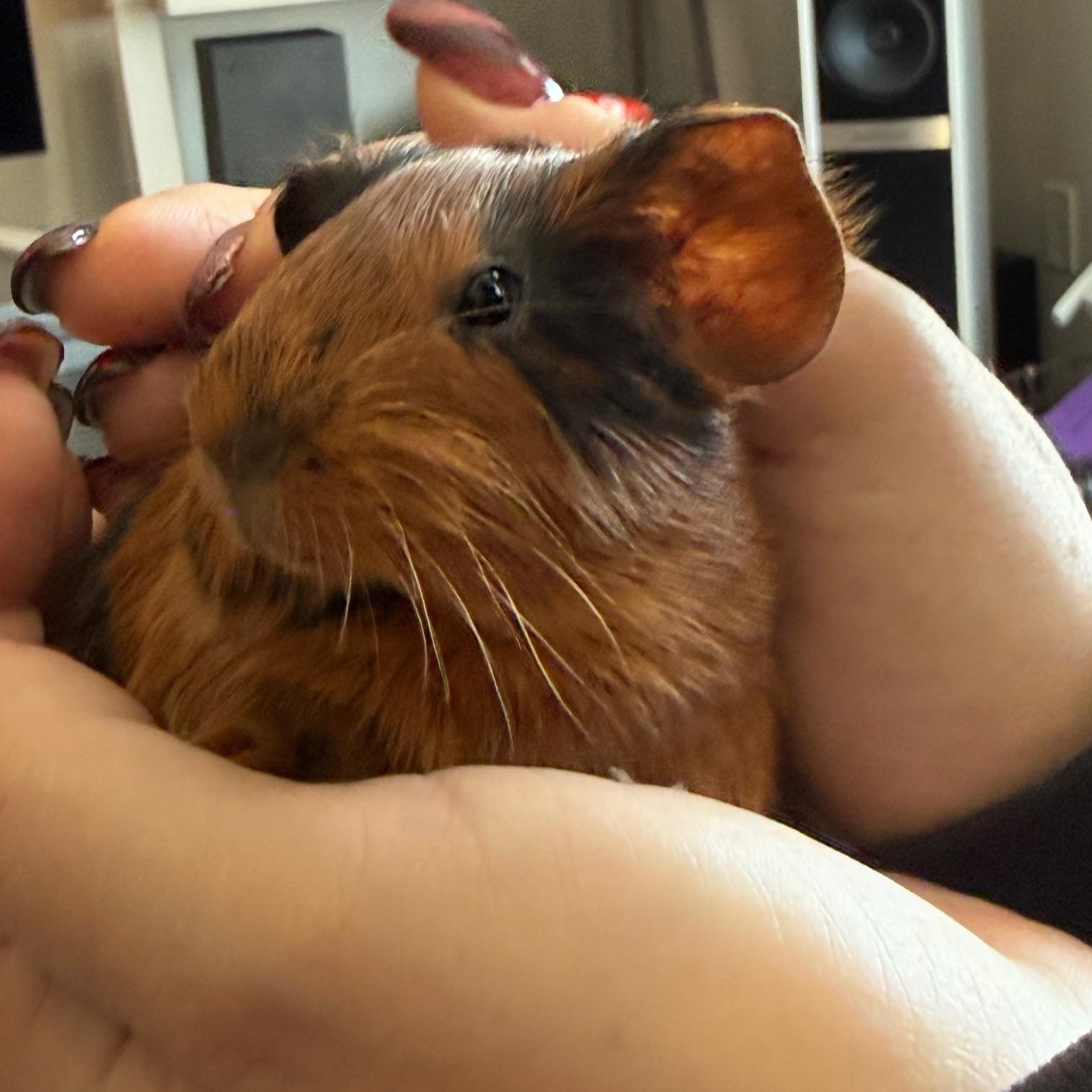 Beans, adopted, Baby Male Abyssinian.