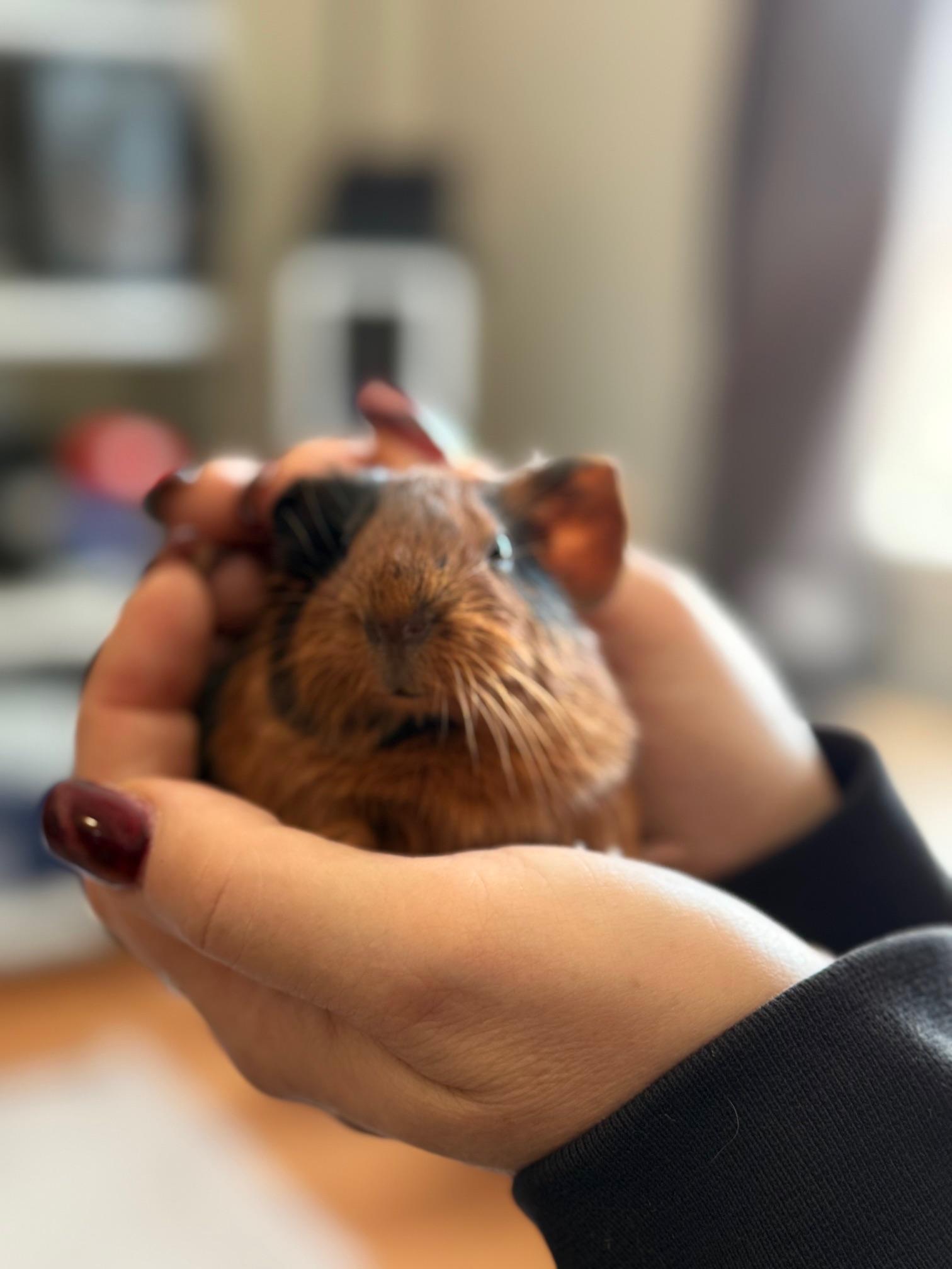 Enlarge Beans, an adopted Abyssinian in Wellington, CO image 2/2