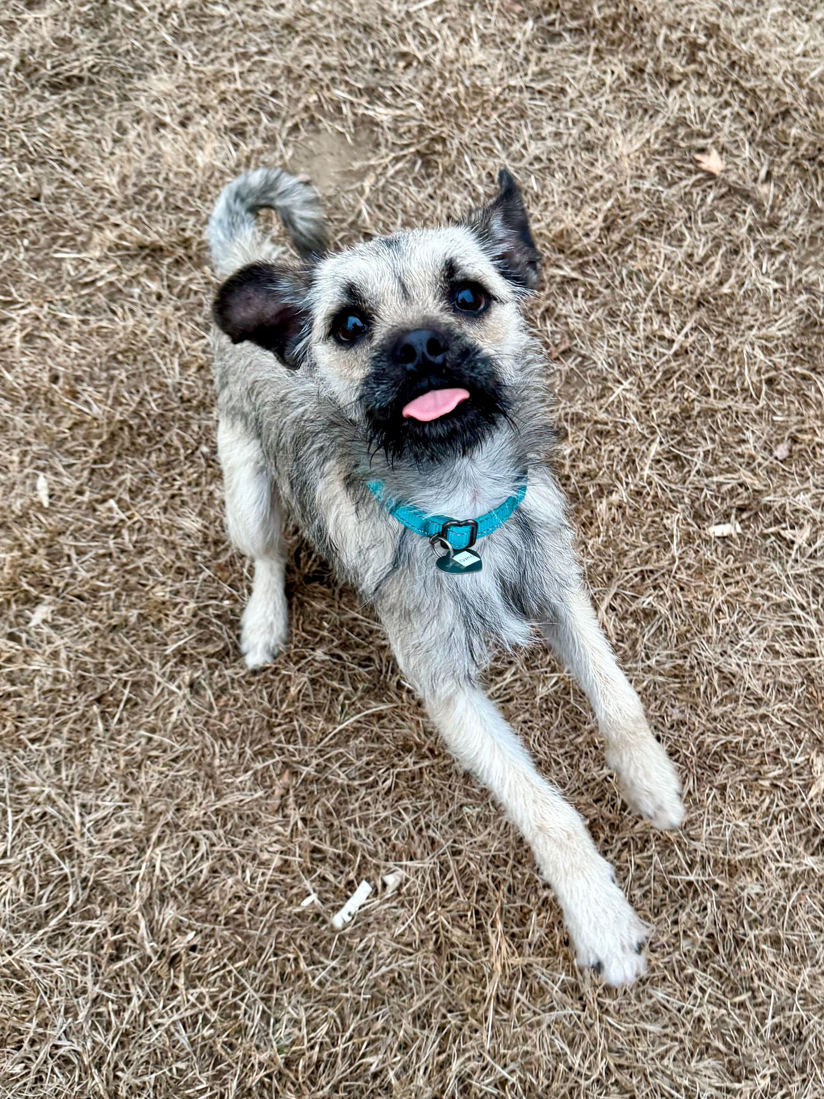 Gizmo, Adoptable, Adult Male Terrier.