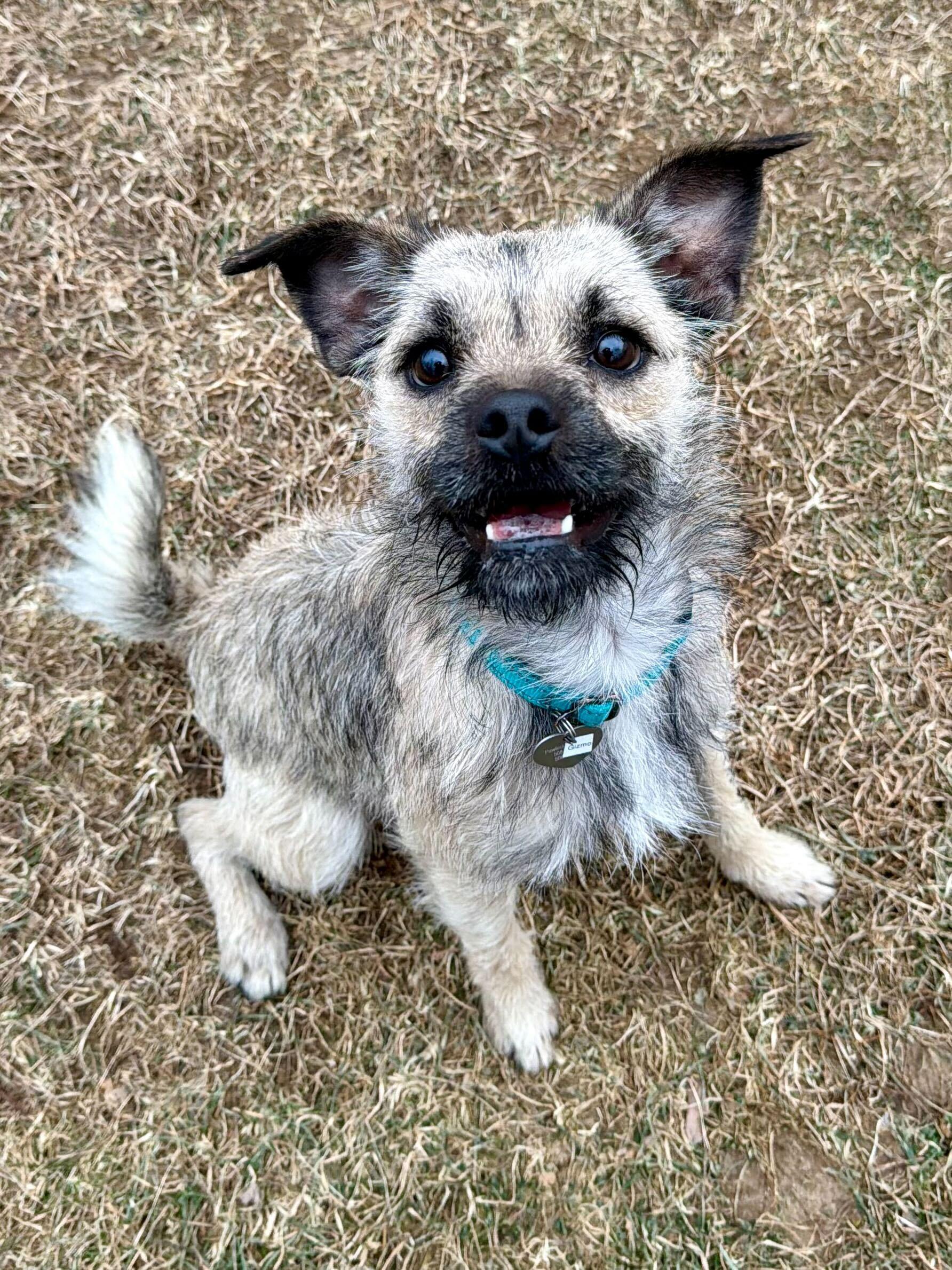 Enlarge Gizmo, a Adoptable mixed breed in Uxbridge, MA image 2/2