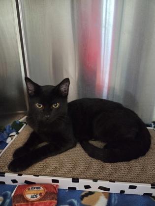 King Oyster, Adoptable, Kitten Male Domestic Short Hair & Domestic Short Hair.
