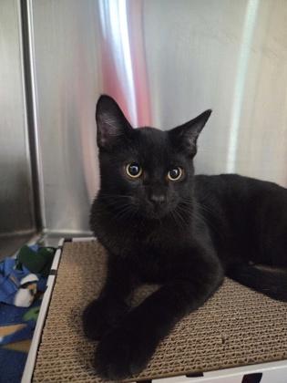 King Oyster, a Adoptable mixed breed in Pleasanton, CA image 2/3