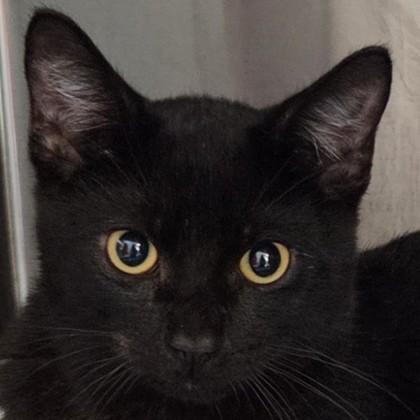 King Oyster, a Adoptable mixed breed in Pleasanton, CA image 3/3