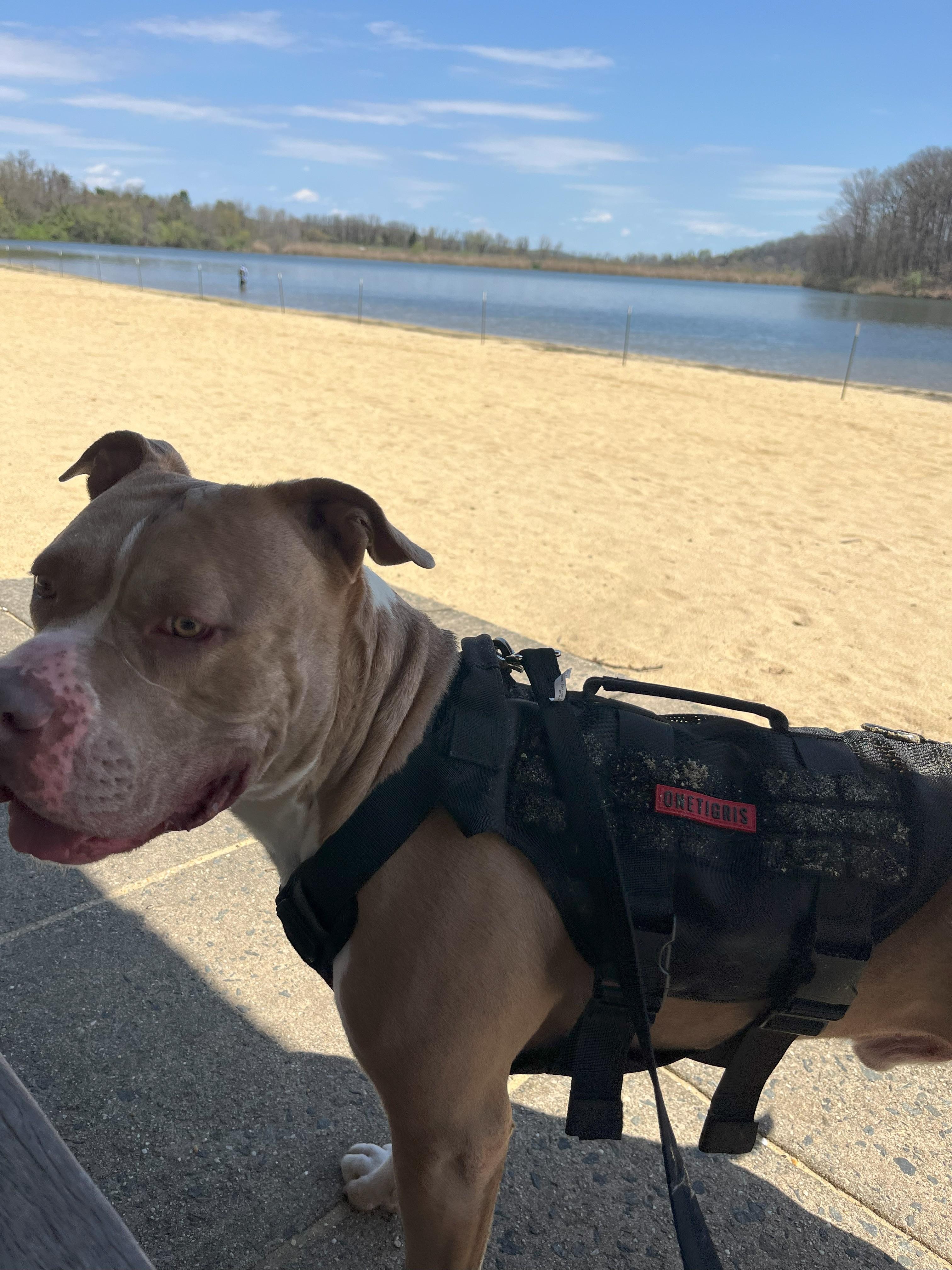 King, a Adoptable mixed breed in Plainfield, NJ image 3/6