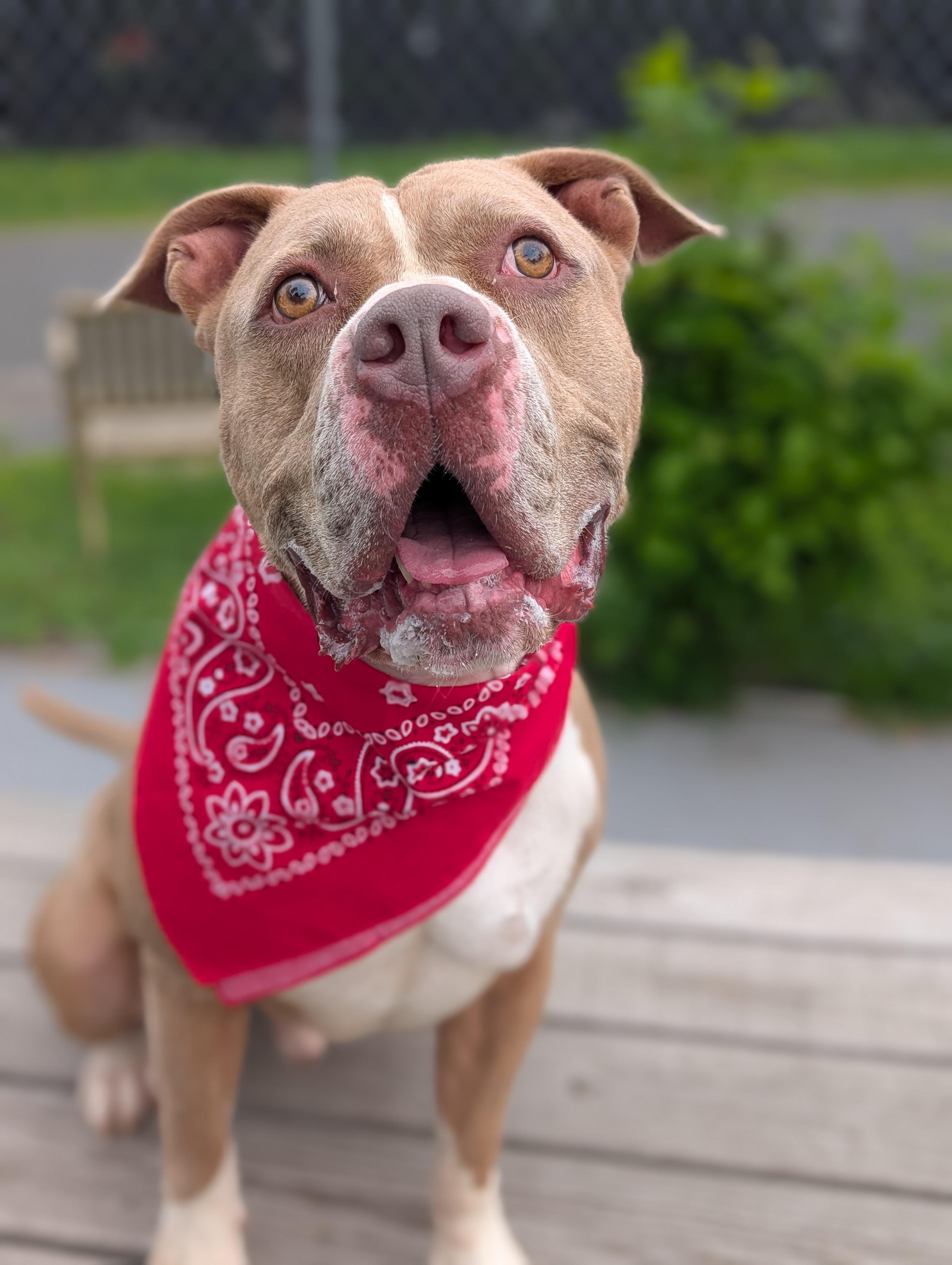 King, Adoptable, Adult Male Pit Bull Terrier.