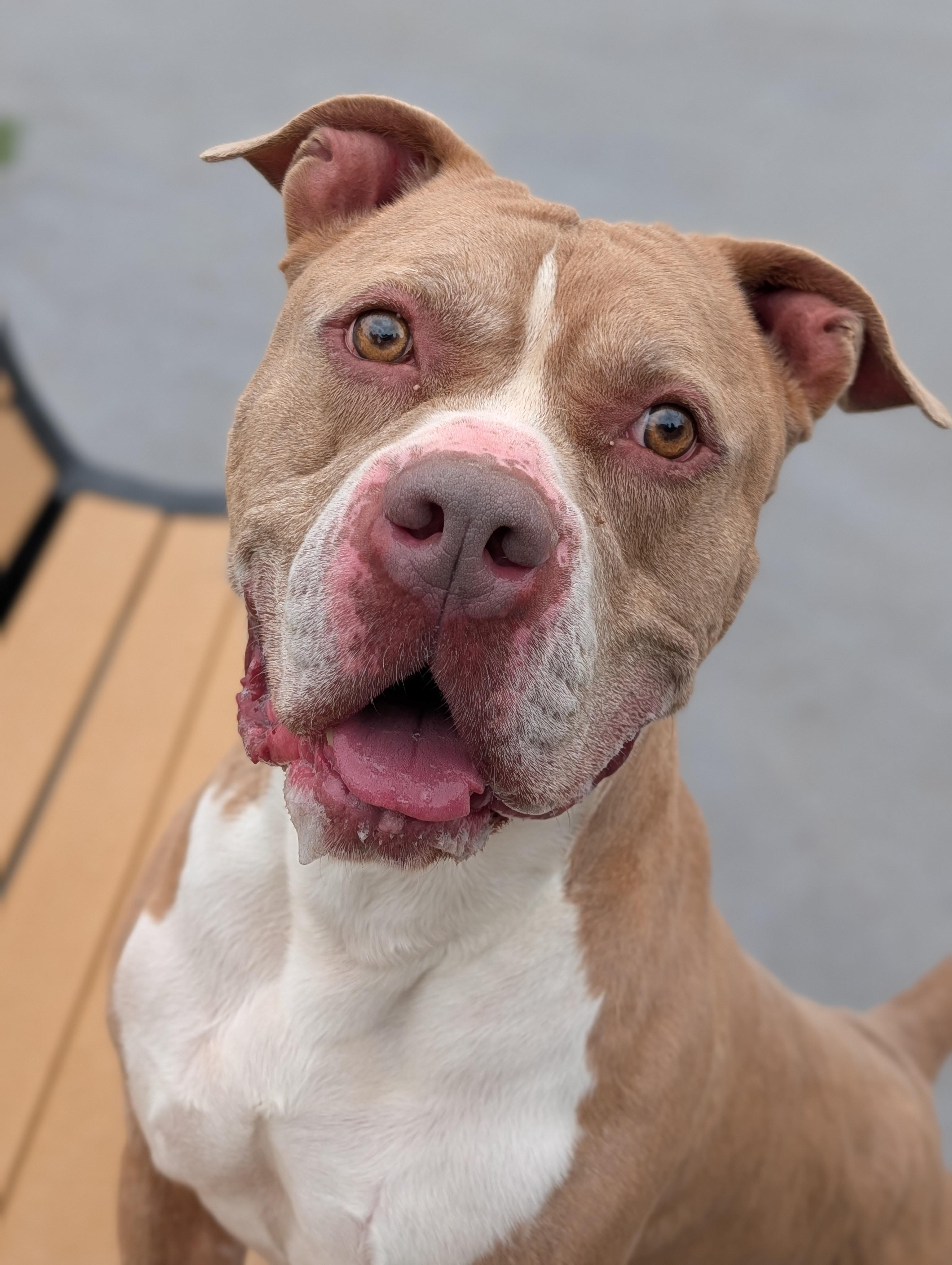 King, Adoptable, Adult Male Pit Bull Terrier.
