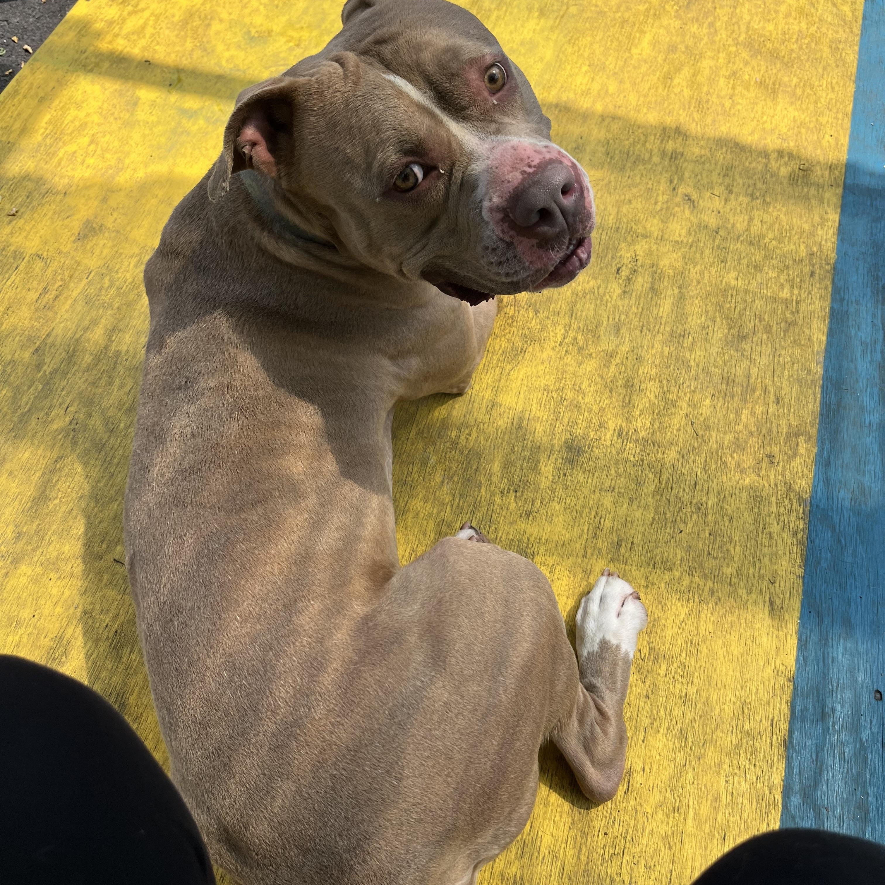 King, a Adoptable mixed breed in Plainfield, NJ image 2/6