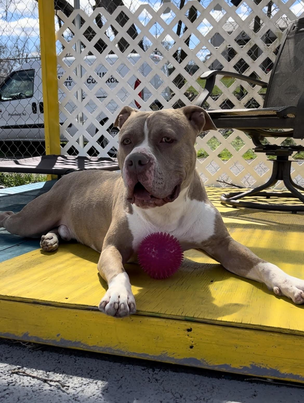 King, a Adoptable mixed breed in Plainfield, NJ image 6/6