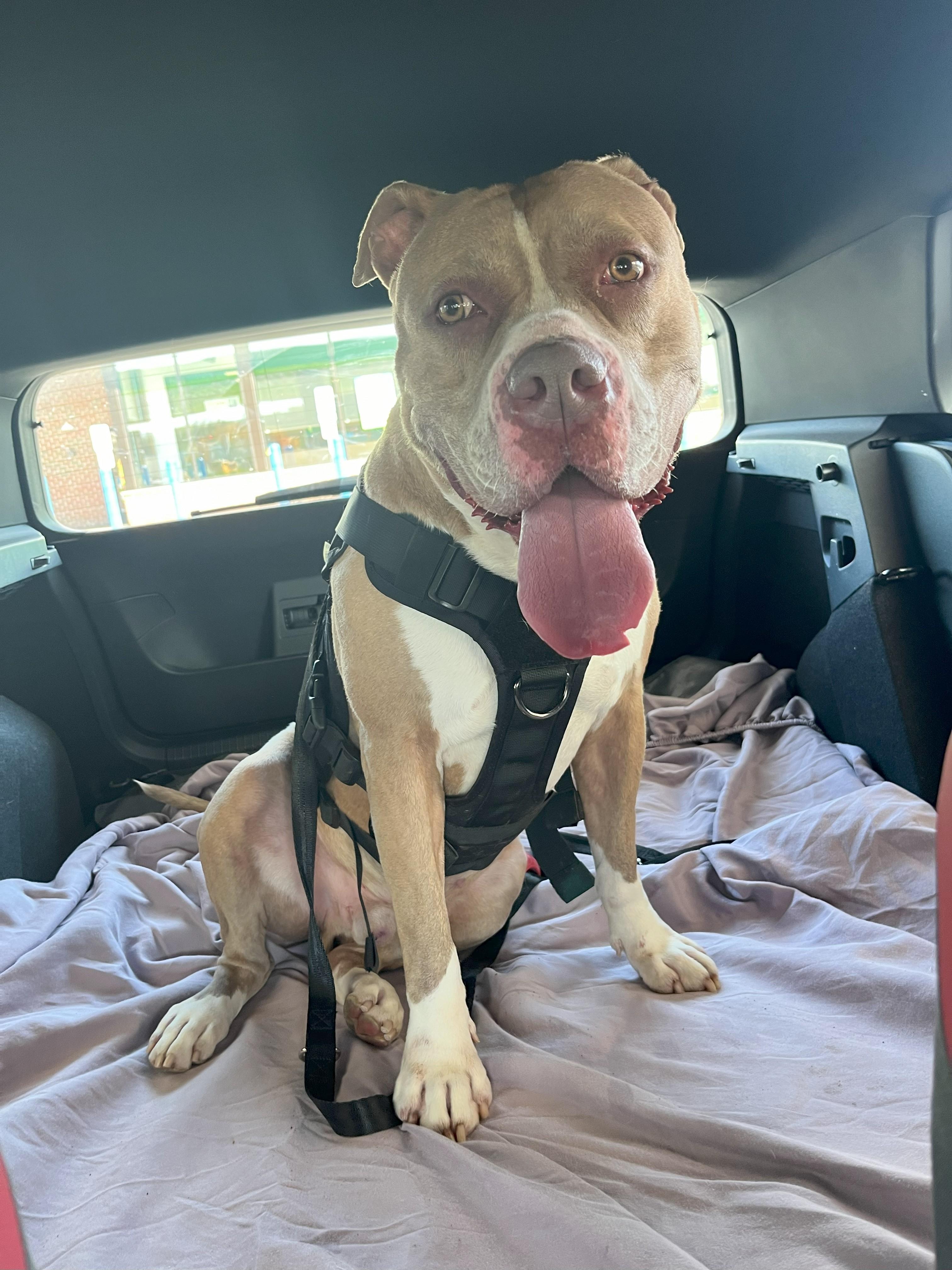 King, a Adoptable mixed breed in Plainfield, NJ image 4/6