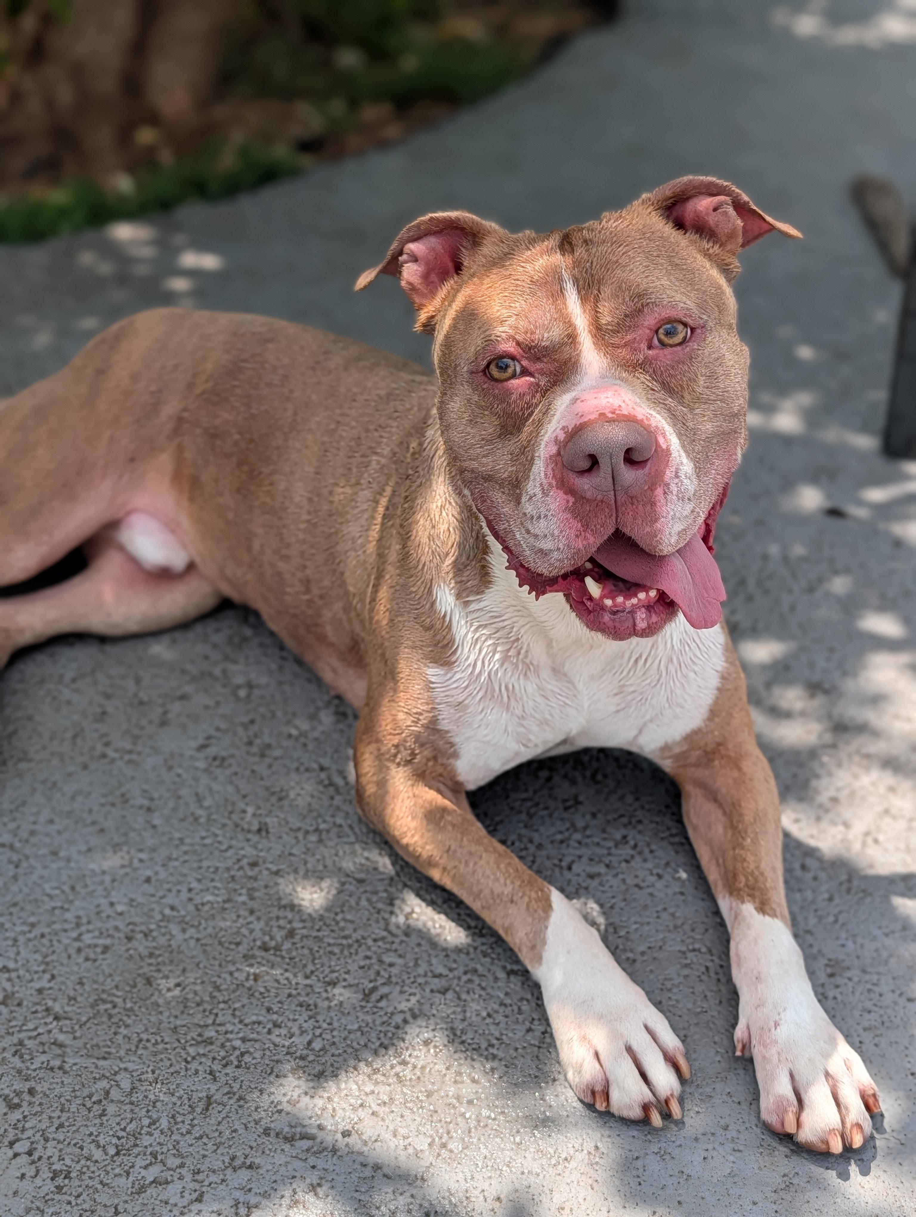 King, Adoptable, Adult Male Pit Bull Terrier.